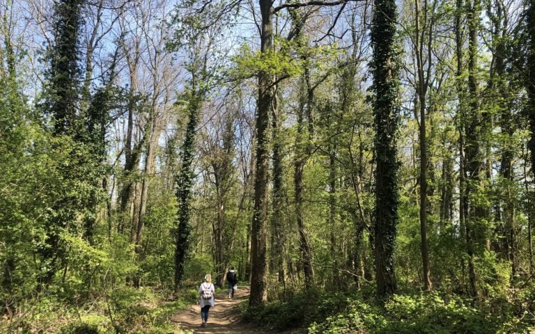 foret des vallieres 